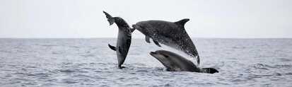 Springende Delfine