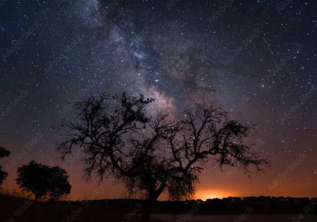 Sternenhimmel über dem Alentejo mit Silhouette eines Baumes – Genussreise bei Nacht