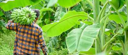 Inseltour-boa-vista-bananenplantage