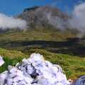 Traumhafte Naturkulisse auf Pico mit blühenden Hortensien und beeindruckendem Bergpanorama, ideal für erholsame und unvergessliche Urlaubsmomente.