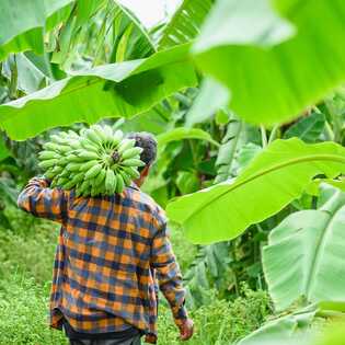 Inseltour-boa-vista-bananenplantage