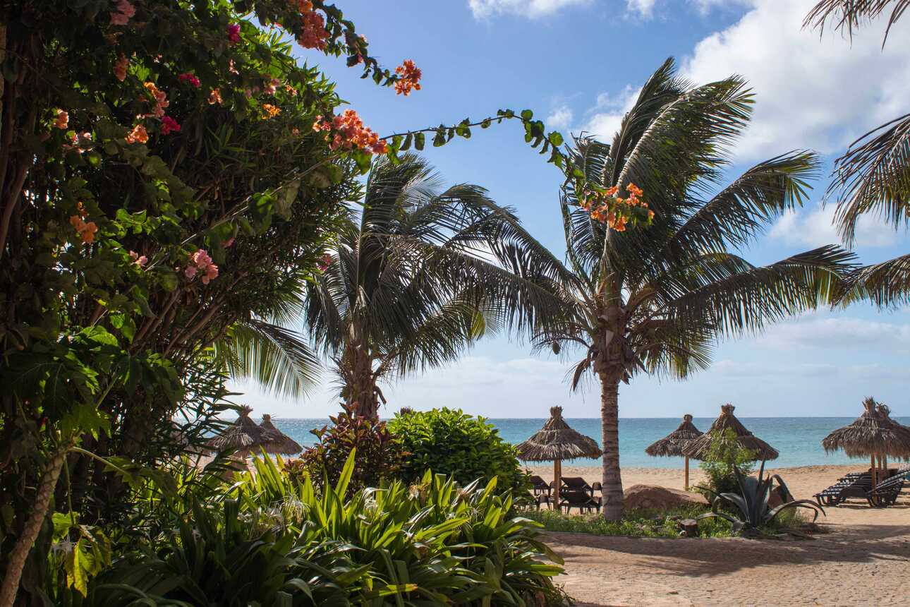 Tropischer Strand auf den Kapverden mit Palmen, Sonnenliegen und blauem Meer.