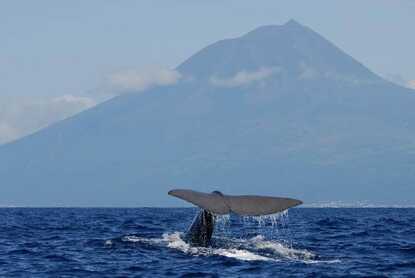 Walflosse erscheint vor dem Pico Gipfel - bei einer Bootstour zum Whale Watching auf den Azoren