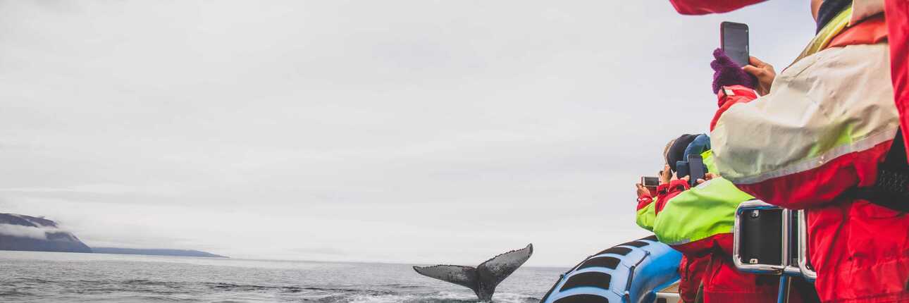 Azoren Reisezeit für Wale und Delfine ist von April bis Oktober