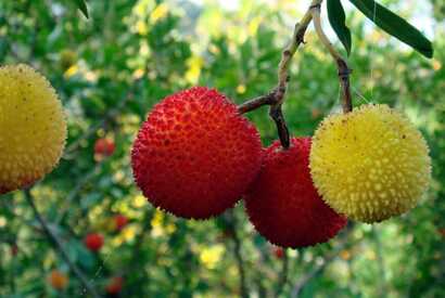 Medronho,  aus dem westlichen Erdbeerbaum - typisch für die Algarve