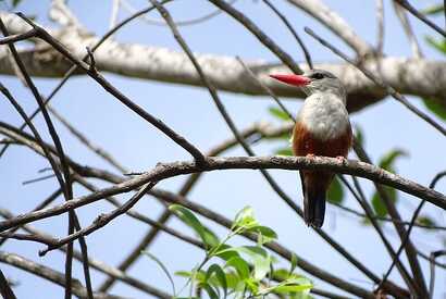 Die reiche Vogelwelt der Kapverden ist vielfältig