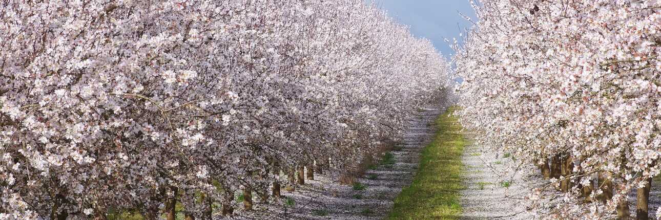 Bäume verlieren Blüten wie Schnee - lässt kühles Klima vermuten - ist aber im Frühling
