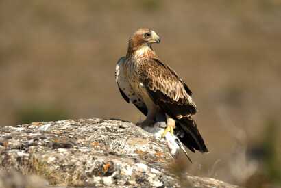 Greifvogel auf einem Stein mit bereits erlegtem Tier