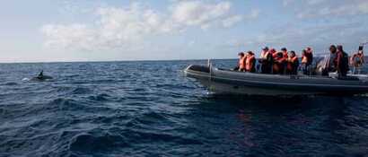 Bootstour-corvo-delfinbeobachtung