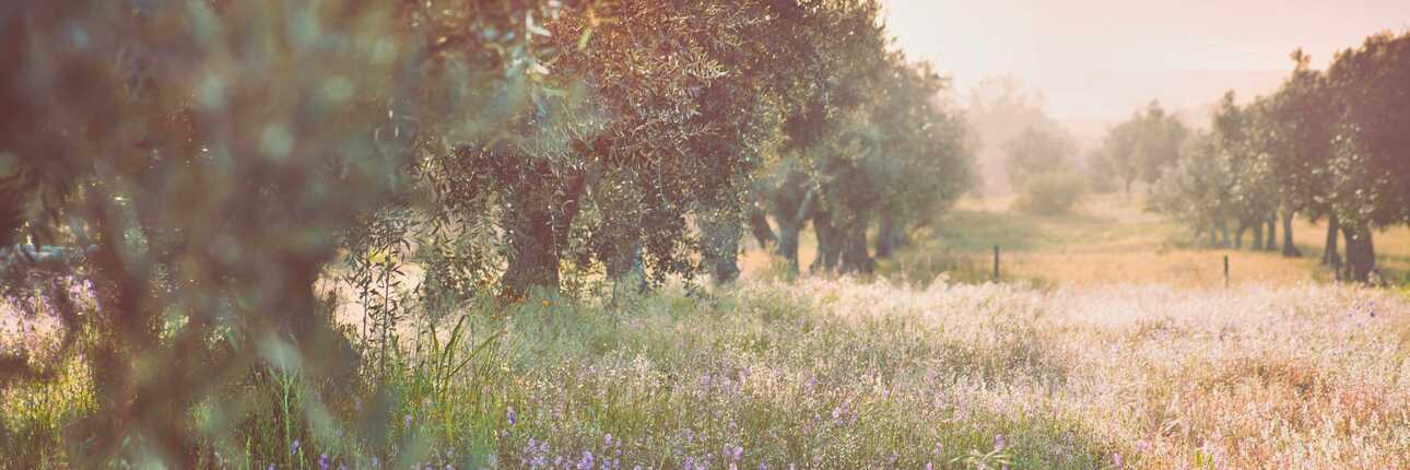 Feld mit Blumen und Bäumen in wunderschönem Sonnenlicht in Portugal