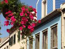 Apartamentos Kosmos auf Faial, charmante bunte Fassaden in sonniger Inselkulisse mit blühenden Blumen.