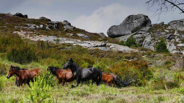 Wilde Pferde und faszinierende Natur im Peneda Geres Nationalpark.