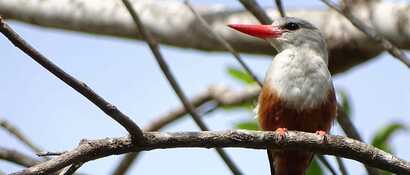 Zu sehen auf Santiago -der Kapverden Eisvogel