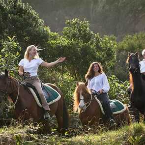 Solz aber sanftmütig: die Lusitano-Pferde der Patio Lodge