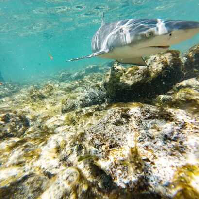 Baia da murdeira e monte leao 002 6fa1c2deeb