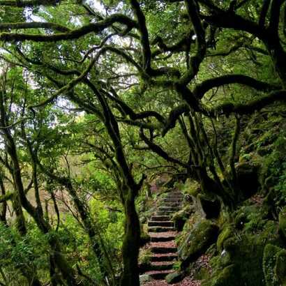 Schmaler Levada-Pfad mit Natursteinstufen durch den dichten Lorbeerwald bei Porto Moniz auf Madeira