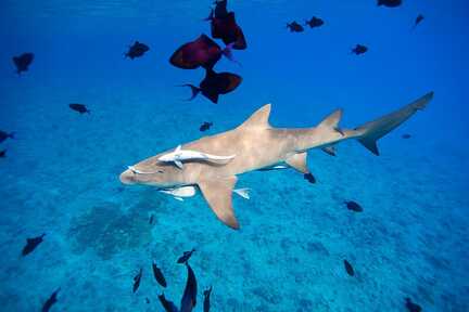Zitronenhai beim Schnorchelausflug vor der Küste von Sal, umgeben von kleinen Fischen.