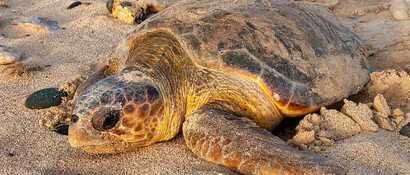 Schildkroetentour-auf-boa-vista-nistende-schildkroete