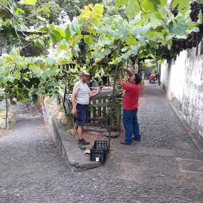 Weinlese-santa-luzia