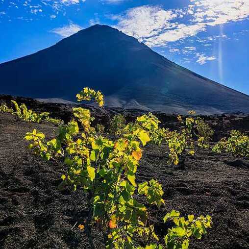 Kapverden ethisch korrekt und nachhaltig - der Wein am Fuße des Pico do Fogo